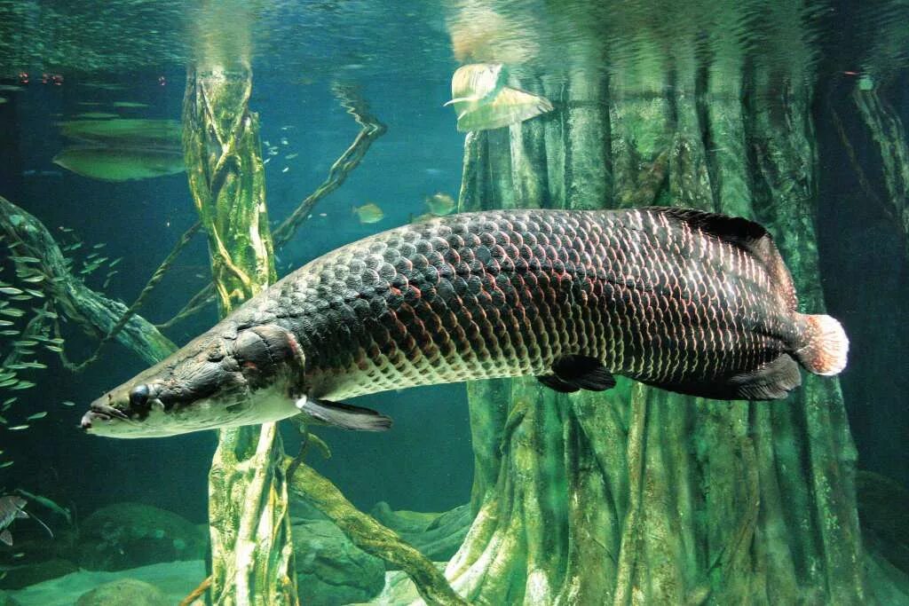 Пирарука рыба фото Арапаима гигантская (лат. Arapaima gigas) или пираруку
