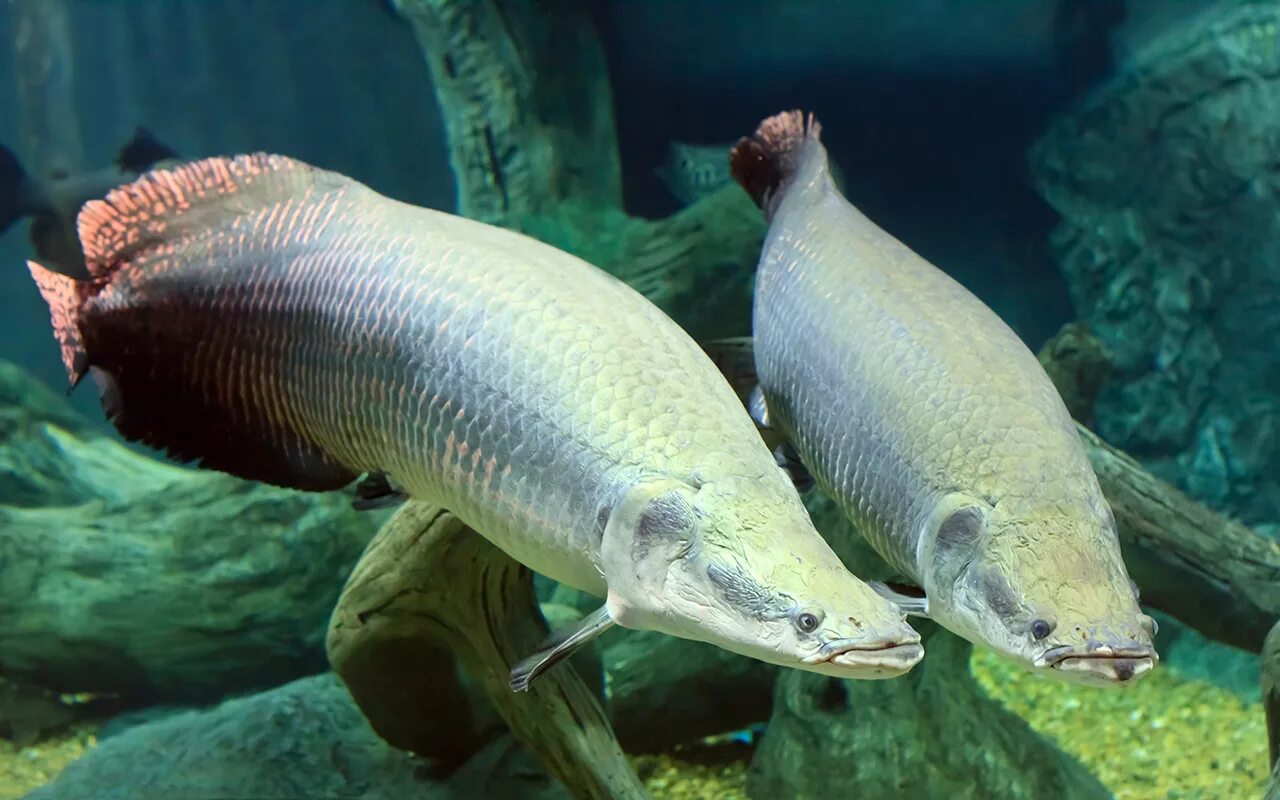 Пирарука рыба фото Piranha-Proof Fish Scales Offer Inspiration for Better Armor