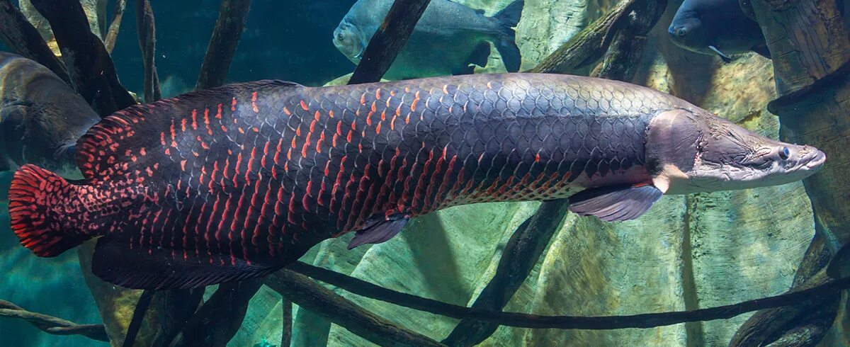 Пирарука рыба фото Arapaima Zoo crafting modpack Wikia Fandom