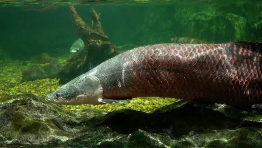 Пирарука рыба фото Pirarucu fish Footage Stock Clips