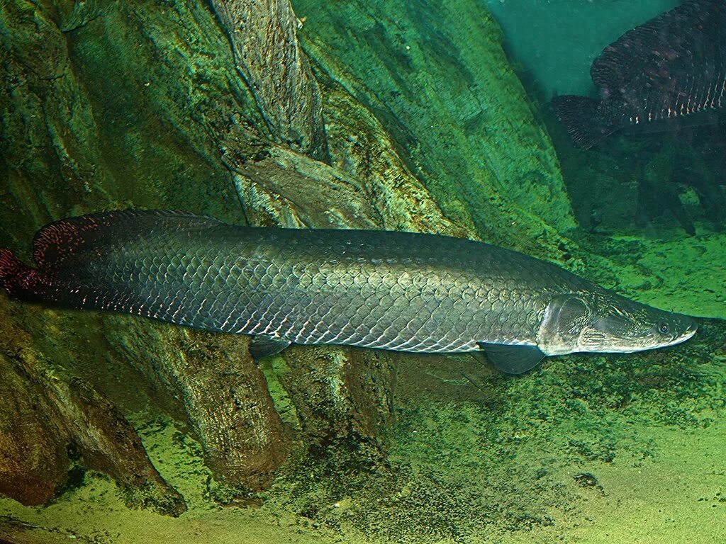 Пирарука рыба фото Arapaima aka Pirarucu (Brazil) TAXONOMY Kingdom: Animalia . Flickr