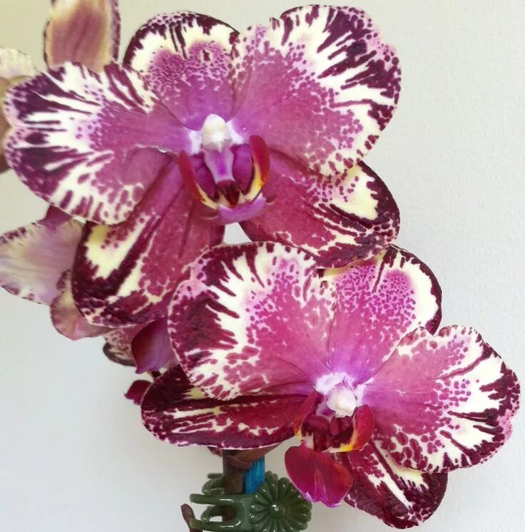Пират пикоти бабочка фото Phalaenopsis orchid Orchid plant care, Orchids, Phalaenopsis orchid
