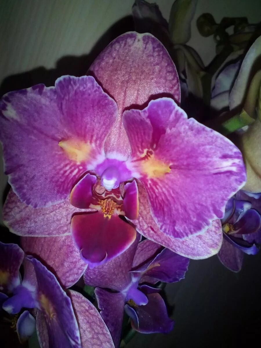 Пират пикоти бабочка фото Орхидеи от 3000-и все для них - Страница 85 - Цветочный базар - Все Вместе