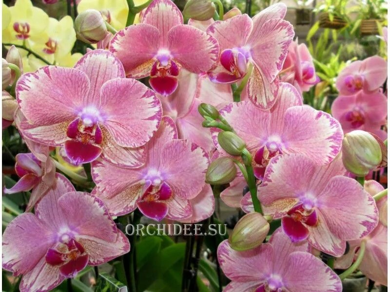 Пират пикоти бабочка фото Phalaenopsis PHA 002 Pirate Picotee Цветки орхидеи, Орхидеи, Цветы