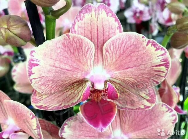 Пират пикоти бабочка фото Орхидея Пират пикоти купить в Нижнекамске Товары для дома и дачи Авито