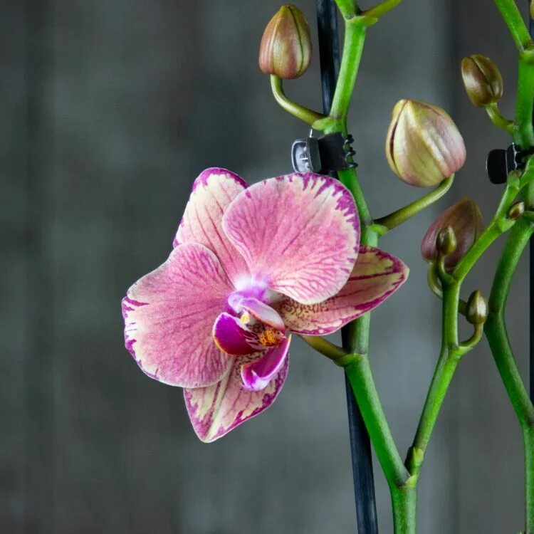 Пират пикоти бабочка фото Орхидея Пират Пикоти: описание сорта, характеристики, особенности посадки и выра