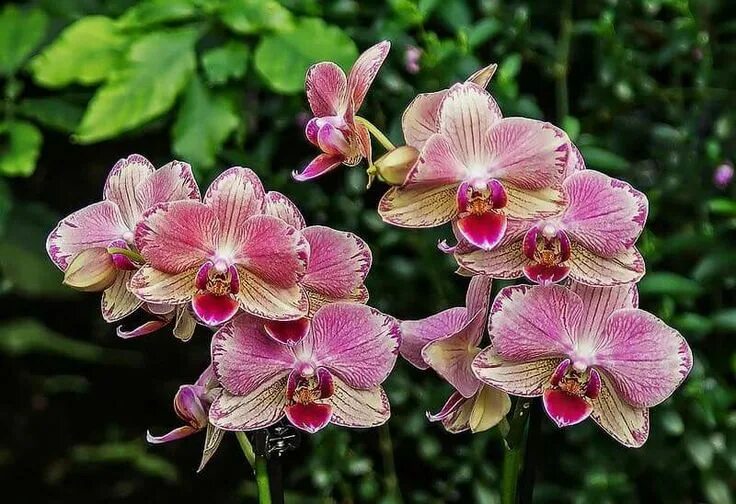 Пират пикоти бабочка фото Sensationally beautiful! Phalaenopsis 'Pirate Picotee' Beautiful orchids, Orchid
