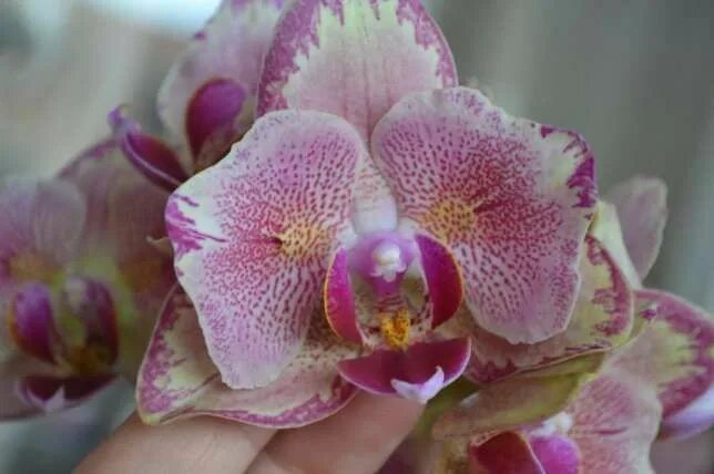 Пират пикоти бабочка орхидея фото Орхидея бабочка пират Пикотe. Орхидеи, Орхидея, Цветы