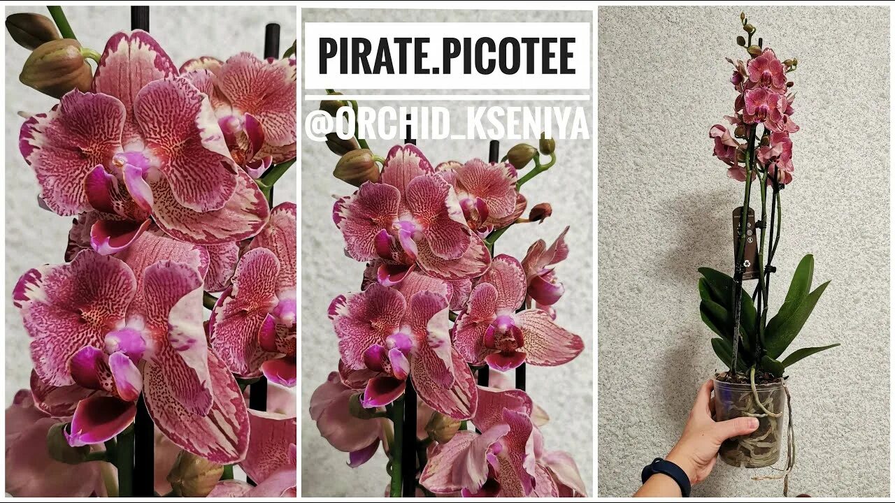 Пират пикоти бабочка орхидея фото Phal. Pirate Picotee peloric (бабочка Пират Пикоти орхидея фаленопсис мутант) - 