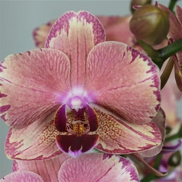 Пират пикоти бабочка орхидея фото Phalaenopsis Pirat Picotee Орхидеи, Орхидея