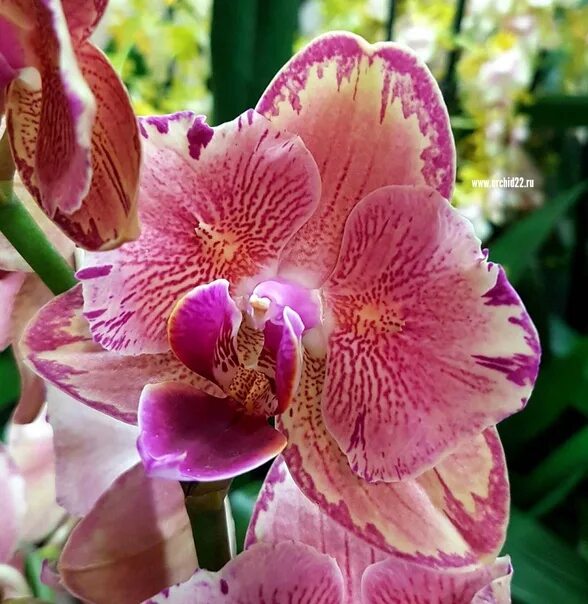 Пират пикоти бабочка орхидея фото I'll buy the Picotti Pirate butterfly. Proposals for.. Цветочная Барахолка ВКонт