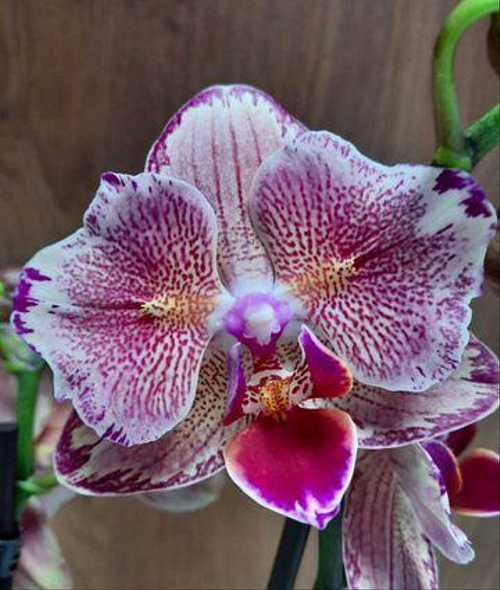 Пират пикоти бабочка орхидея фото Орхидея Бабочка Пират Пикоти Festima.Ru - частные объявления