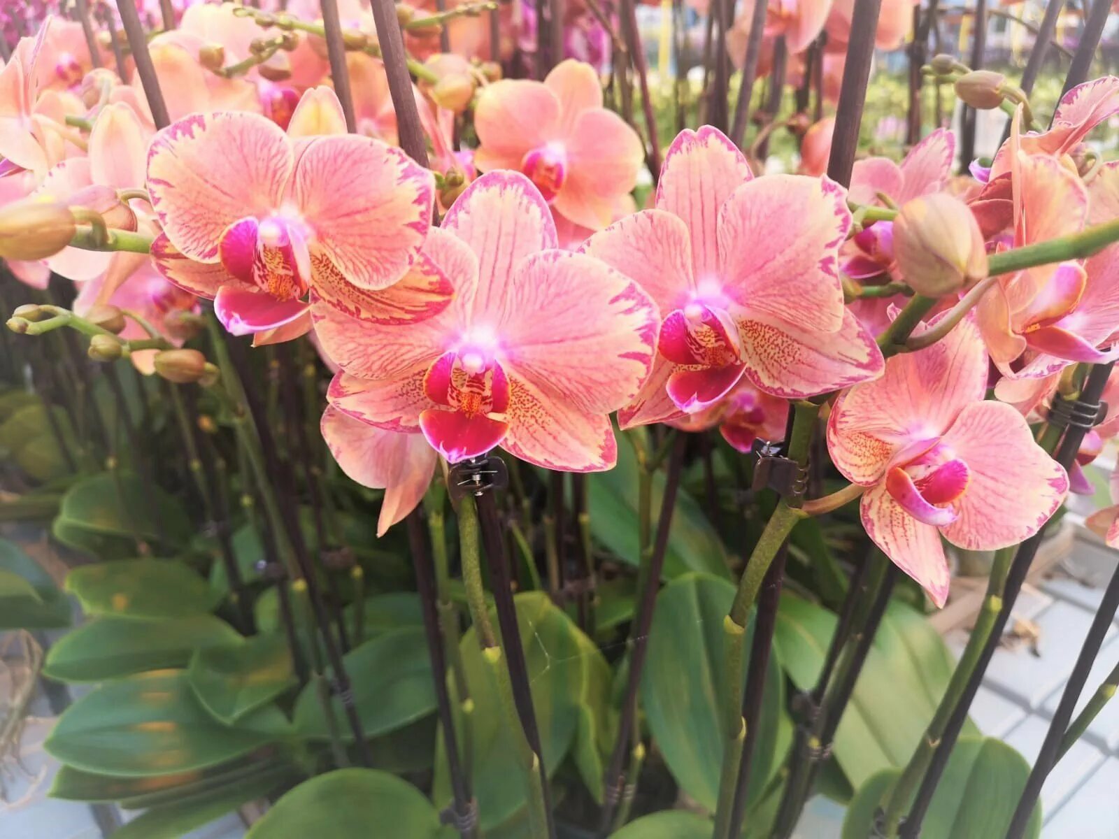 Пират пикоти бабочка орхидея фото Орхидея из голландии: найдено 80 картинок