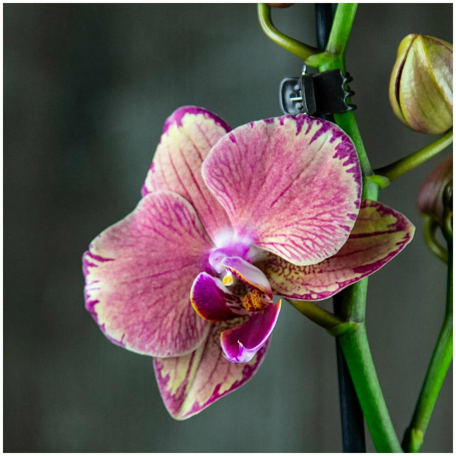 Пират пикоти бабочка орхидея фото Орхидея Фаленопсис Пират Пикоти 2 ст - купить в интернет-магазине по низкой цене