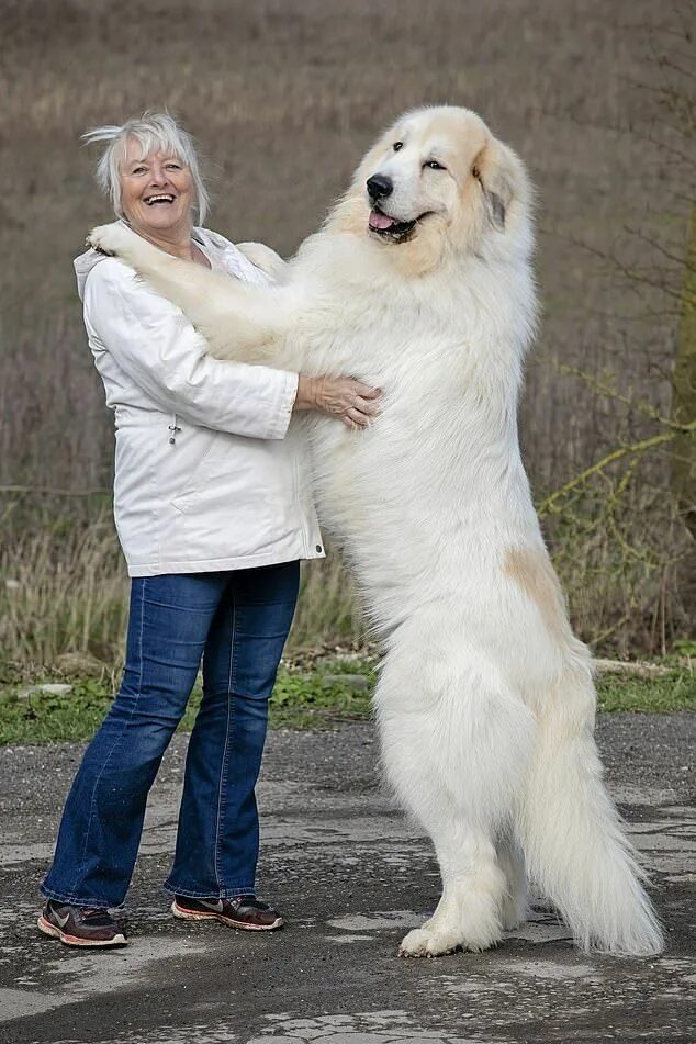 Пиренейская горная фото Boris the Pyrenean mountain dog is sure to be a huge hit at Crufts Huge dogs, Bi