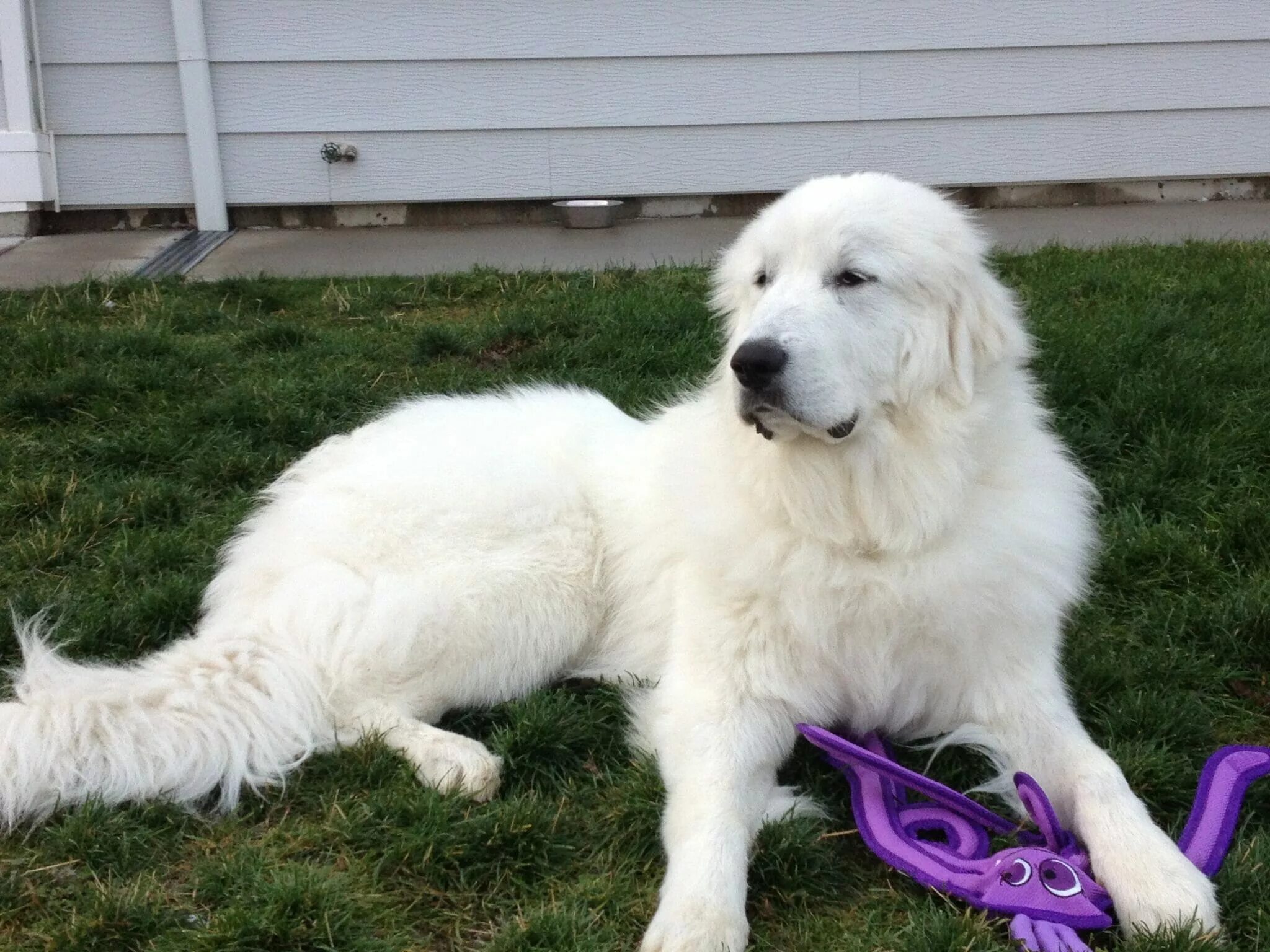 Пиренейская горная фото Great Pyrenees It's Dog or Nothing