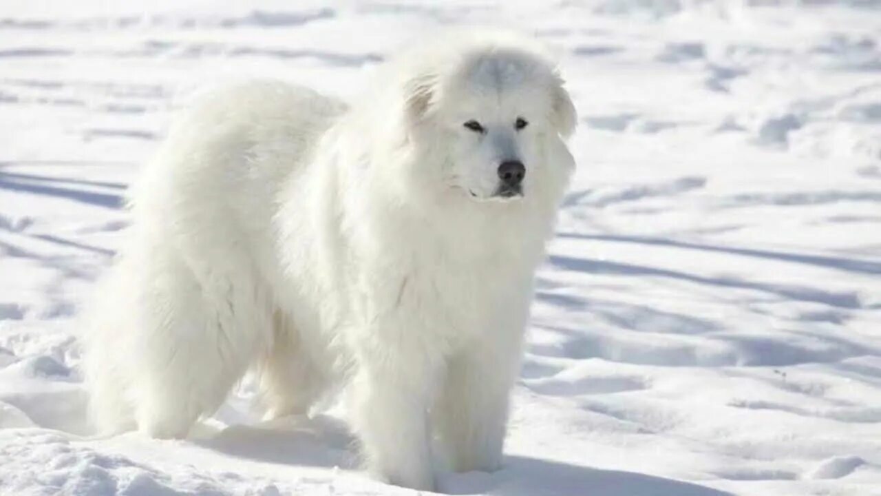 Пиренейская горная фото How to Take Care of a Great Pyrenees? How long do Great Pyrenees live? Do Great 