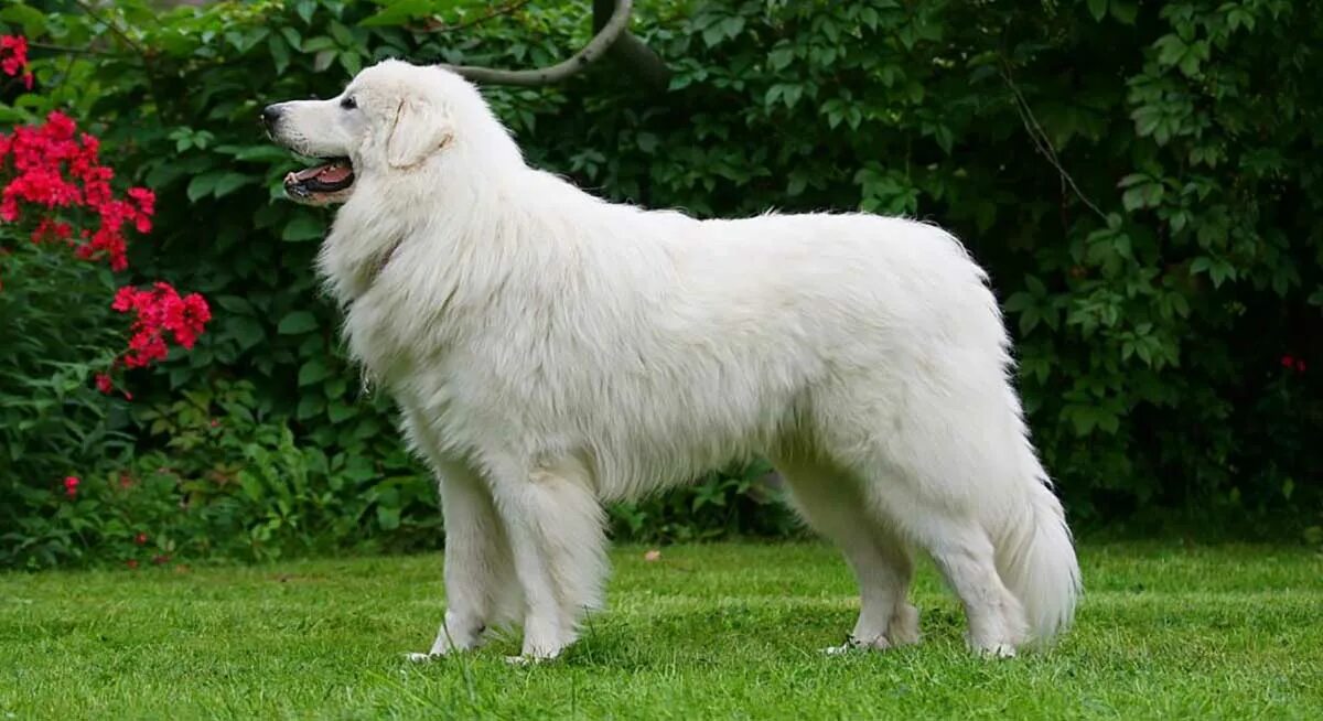 Пиренейская горная фото Great Pyrenees Dog Dog Breed Information & Facts - Pictures Pets Feed