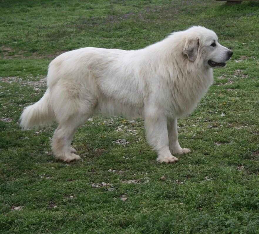 Пиренейская горная фото Great Pyrenees Info, Life Expectancy, Temperament, Puppies, Pictures Great pyren