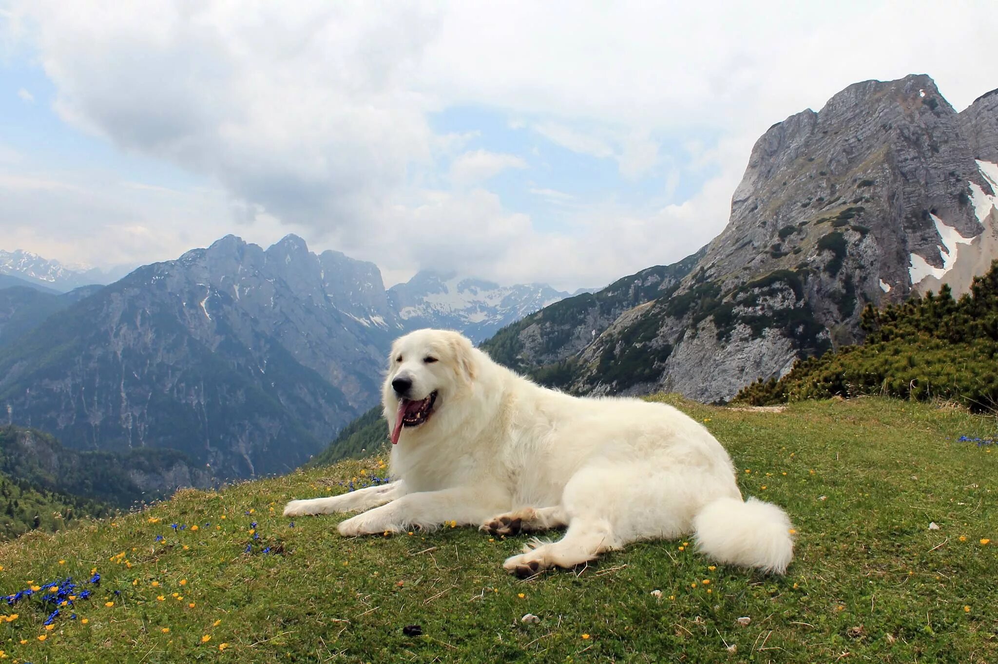Пиренейская горная фото Great Pyrenees Rosabelle in Alps Mountain dog breeds, Mountain dogs, Pyrenean mo