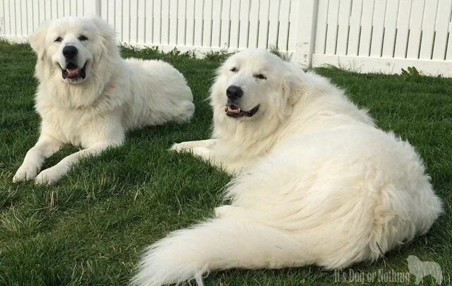 Пиренейская горная фото Why Do You Love Great Pyrenees? Great pyrenees, Great pyrenees dog, Pyrenees