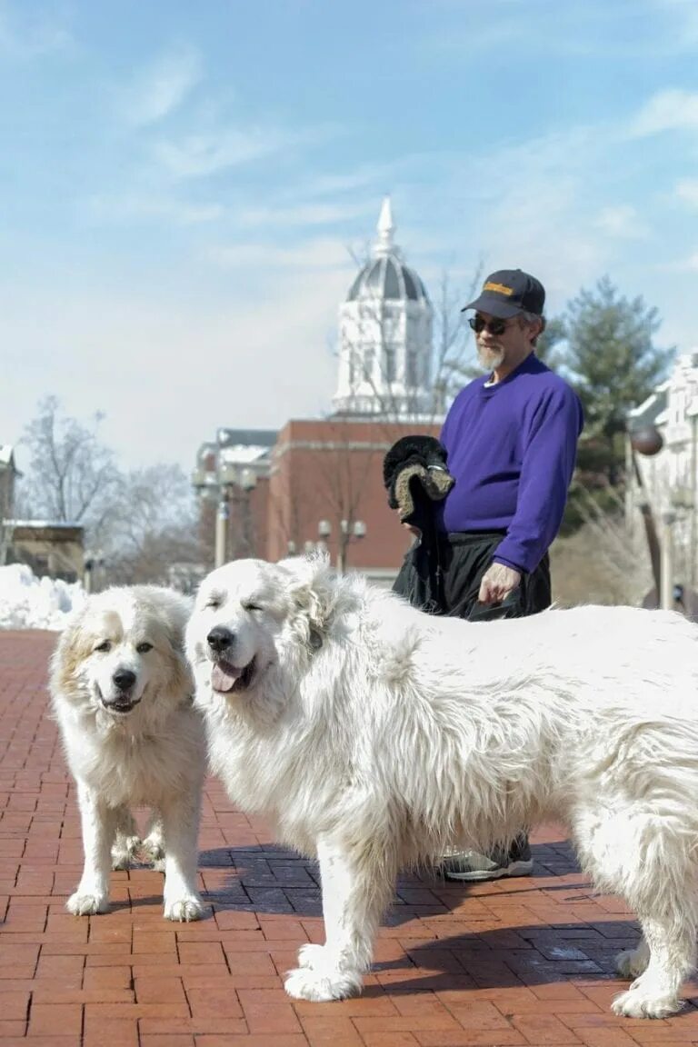 Пиренейская горная фото 10 BIGGEST Dog Breeds On Earth - Instaloverz