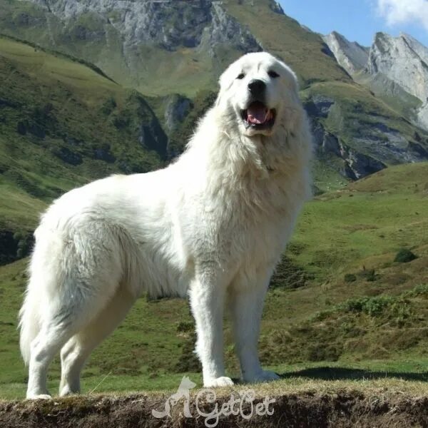 Пиренейская горная фото Пиренейская горная собака Mountain dogs, Great pyrenees, Dogs