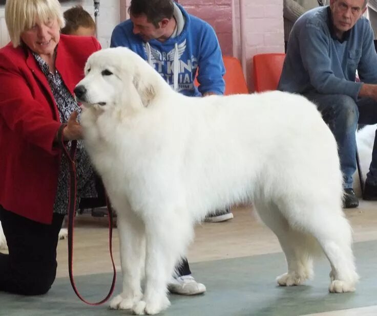 Пиренейская горная собака фото Pin on sugar ♡ in 2024 Pyrenean mountain dog, Great pyrenees, Great pyrenees dog