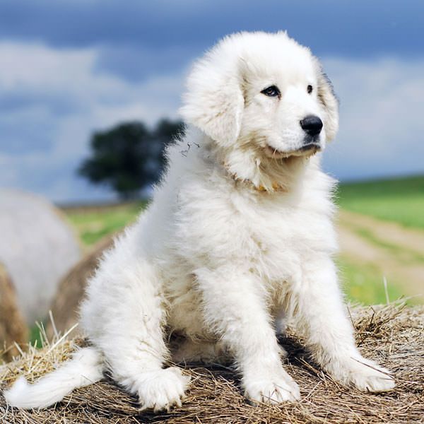 Пиренейская горная собака фото описание Great Pyrenees puppy Pyrenäen hund, Hunde, Niedliche katzen und hunde