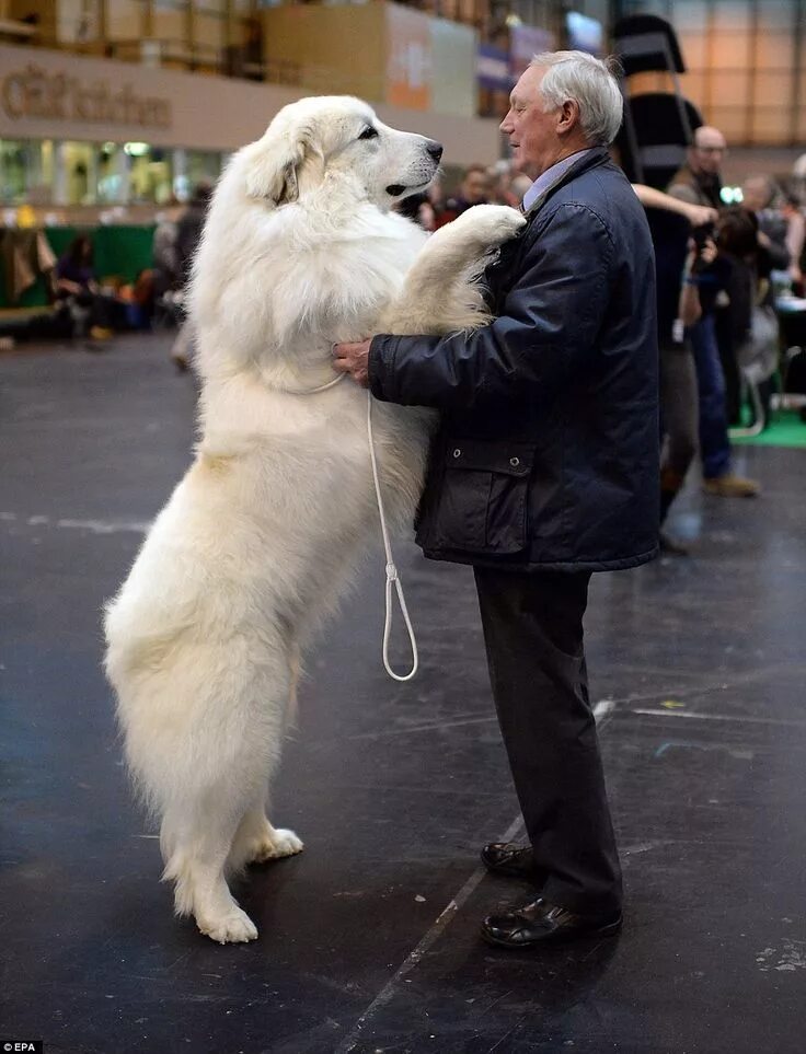 Пиренейская горная собака фото описание Pictures of pampered pooches on the first day of Crufts dogs show Great pyrenees