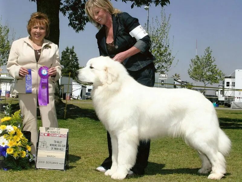 Пиренейская горная собака фото описание Great Pyrenees price range. Where to find Great Pyrenees puppies for sale? 2024