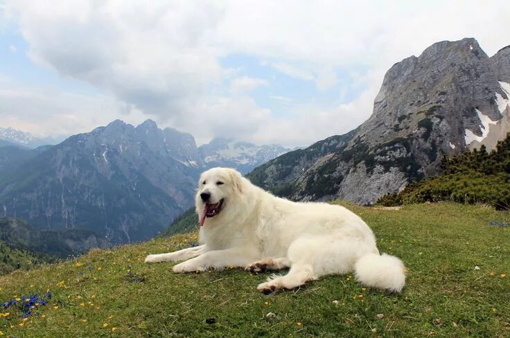 Пиренейская горная собака фото описание Great Pyrenees Rosabelle in Alps Mountain dog breeds, Mountain dogs, Pyrenean mo