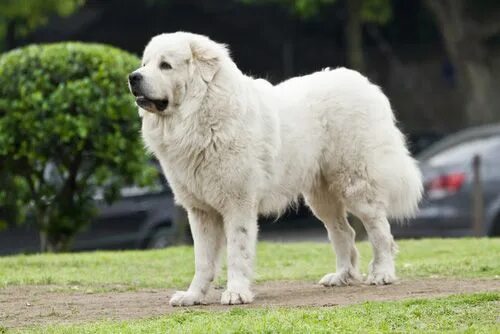Пиренейская горная собака фото описание Great Pyrenees Service Dog Dog breeds, Giant dog breeds, Great pyrenees dog