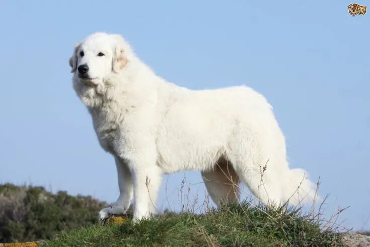 Пиренейская горная собака фото описание Best Pup Toys for Great Pyrenees Dog Chiens de montagne, Chien de montagne des p