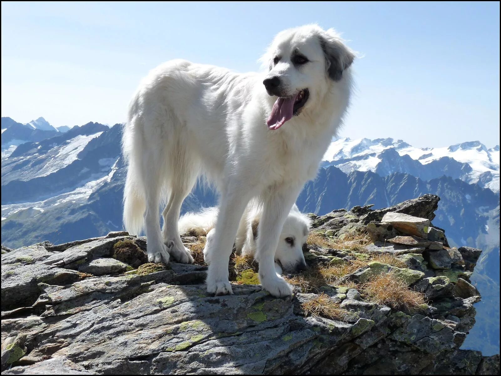 Пиренейская горная собака фото описание Wallpaper : dog like mammal, dog breed, great pyrenees, dog breed group, mountai