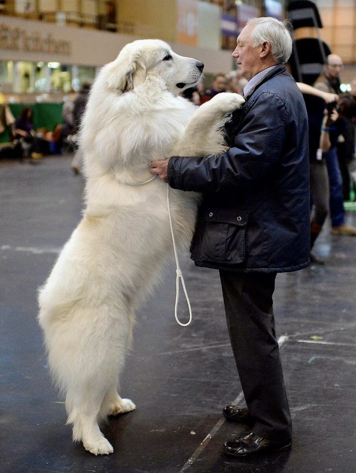 Пиренейская горная собака фото цена Pin on Cute baby animals Great pyrenees dog, Big dog breeds, Big dogs