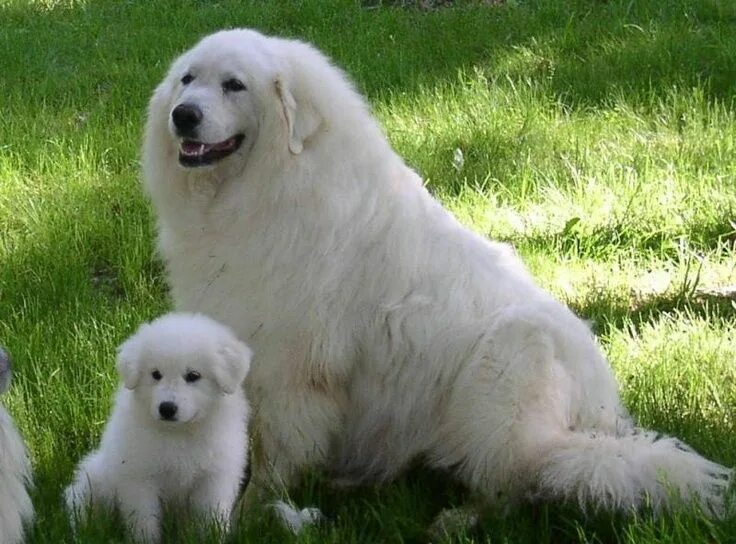 Пиренейская горная собака фото цена Pyrenees and pup Great pyrenees, Great pyrenees dog, Pyrenees puppies