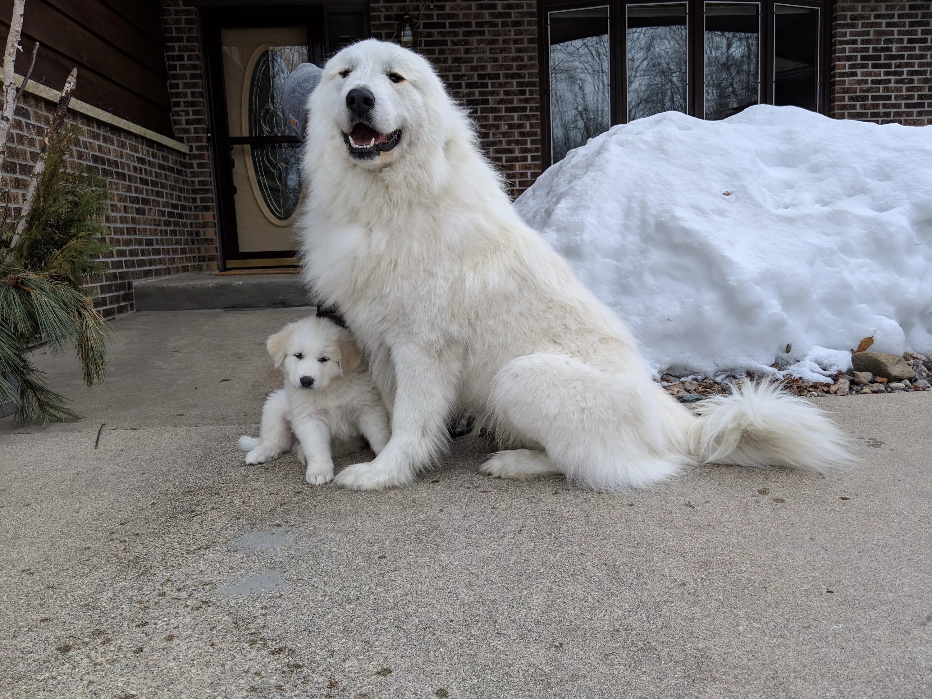 Пиренейская горная собака фото цена all white great pyrenees Online Shopping