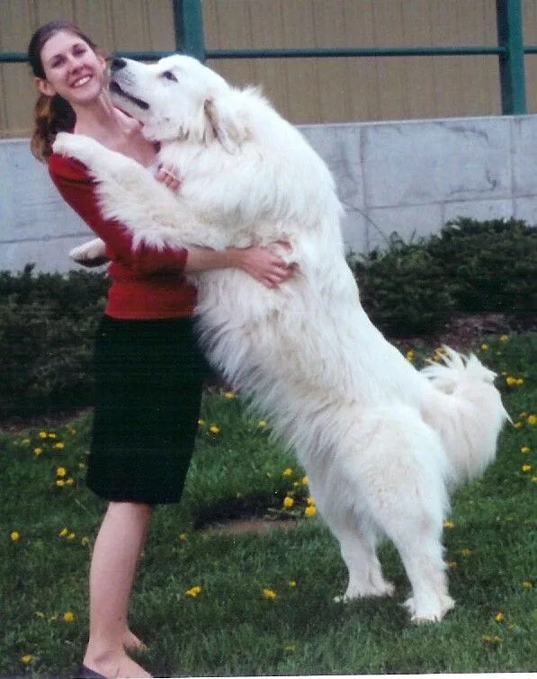 Пиренейская горная собака фото цена Great pyrenees dog, Great pyrenees, Cute animal drawings