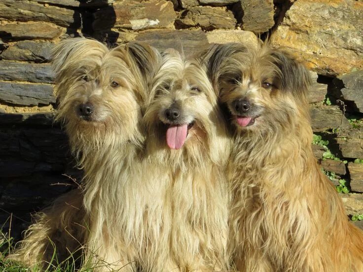 Пиренейская овчарка фото Berger des Pyrénées or Pyrenean Sheepdog Pyrenean shepherd, Dogs, Different dogs