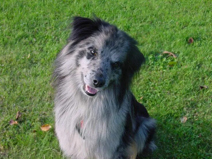 Пиренейская овчарка фото Petit Berger Dogs, Animals, Pyrenean shepherd