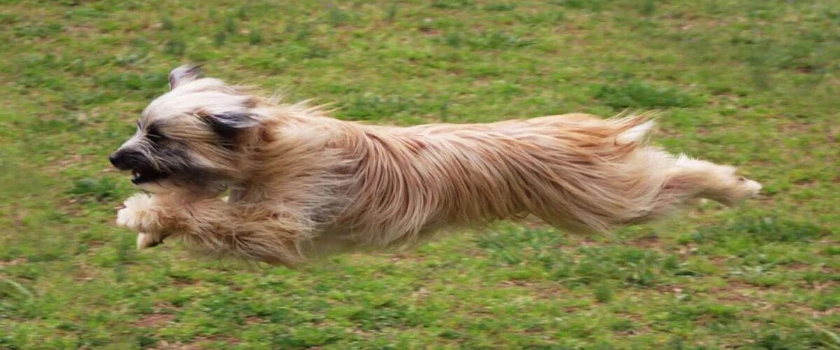 Пиренейская овчарка фото Puddu Longhair Pireneu: Foto di Dog Breed (6 pictures)