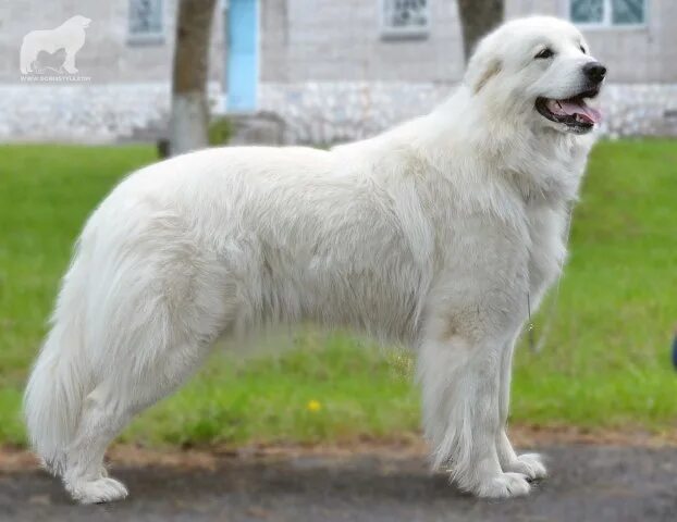 Пиренейская овчарка фото Наши пиренейские выпускники - Donik Style Kennel