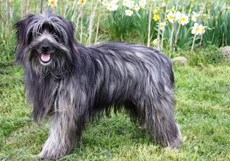 Пиренейская овчарка фото и описание France. Chien de Berger des Pyrénées à poil long ( Pyrenean Sheepdog Long-haired