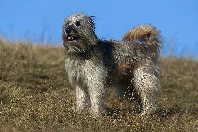 Пиренейская овчарка фото и описание Pyrenean Shepherd (With images) Pyrenean shepherd, Dog breeder, Dogs