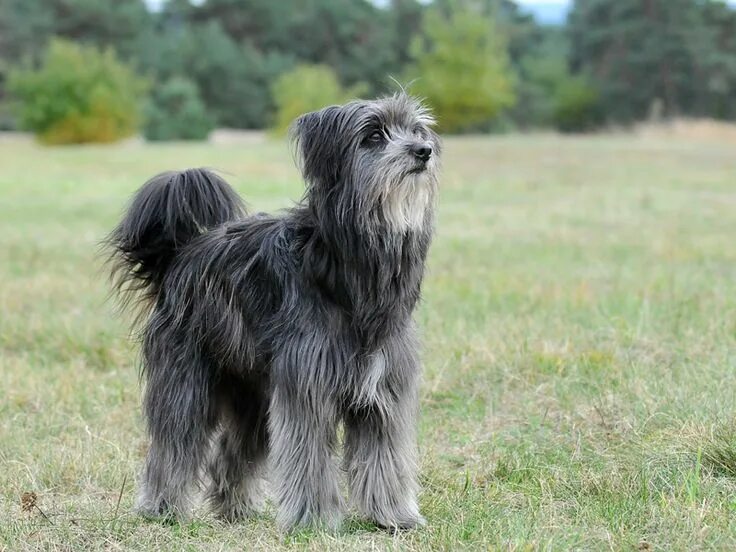 Пиренейская овчарка фото и описание Le berger des Pyrénées, un chien fidèle Berger des pyrenees, Races de chiens rar