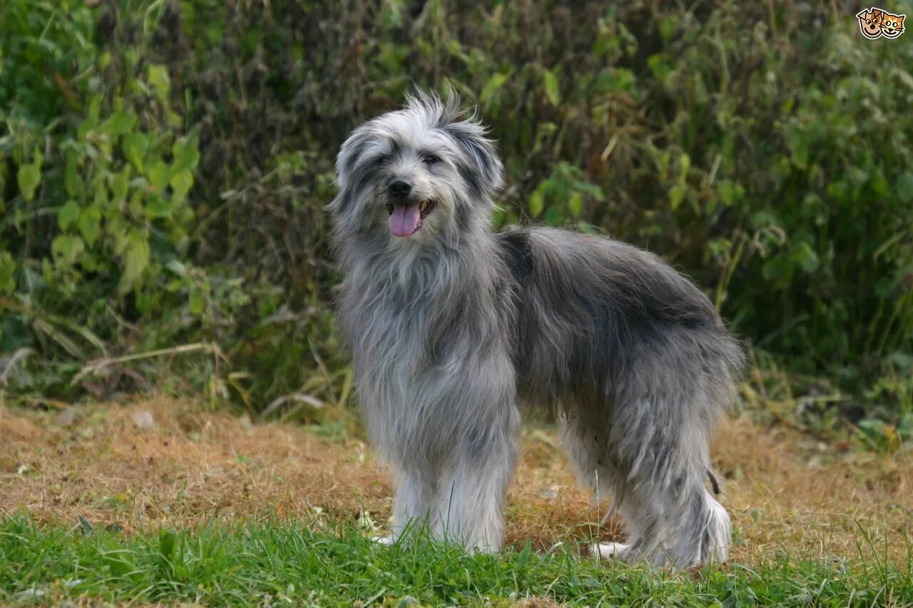 Пиренейская овчарка фото и описание Pyrenean Shepherd Purebred dogs, Dog list, Pyrenean shepherd