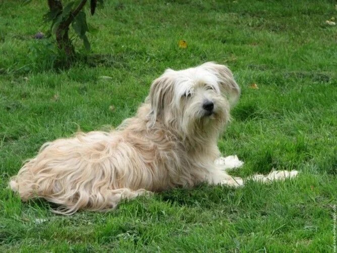 Пиренейская овчарка фото и описание Pyrenean Shepherd Dog Breed Information and Pictures - PetGuide Pyrenean shepher