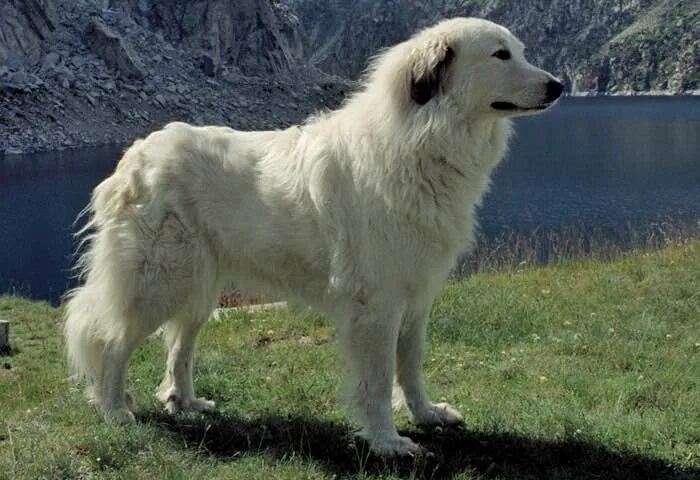 Пиренейская овчарка фото и описание Canadian Kennel Club Club Canin Canadien