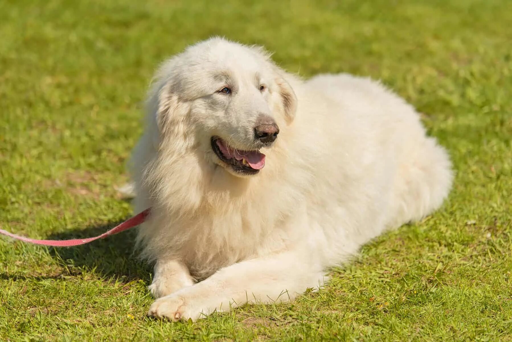 Пиренейская овчарка фото и описание породы характеристики The Great Pyrenees dog: The protector with a heart of gold - K9 Web